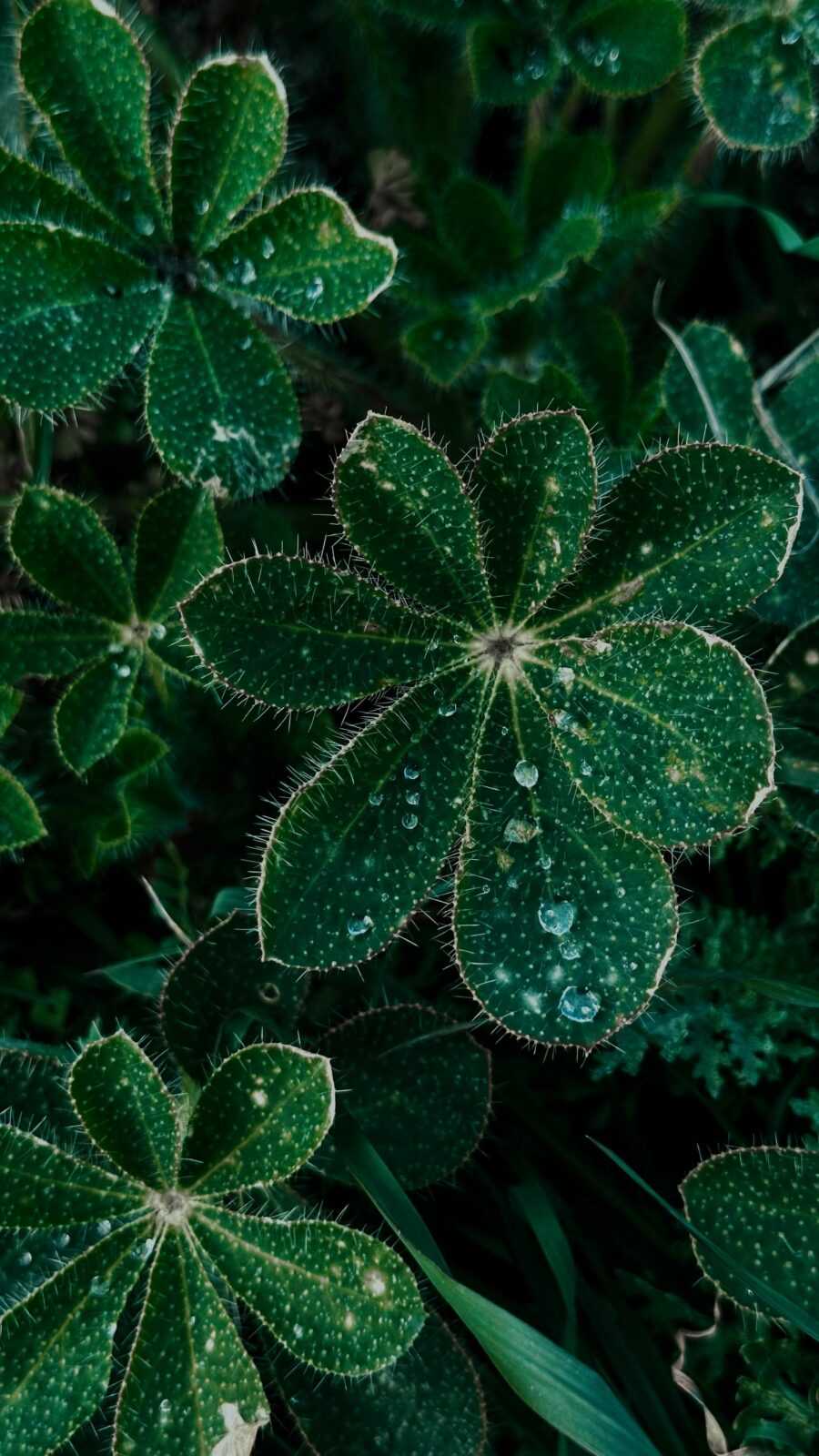 pexels-max-257161006-36223036