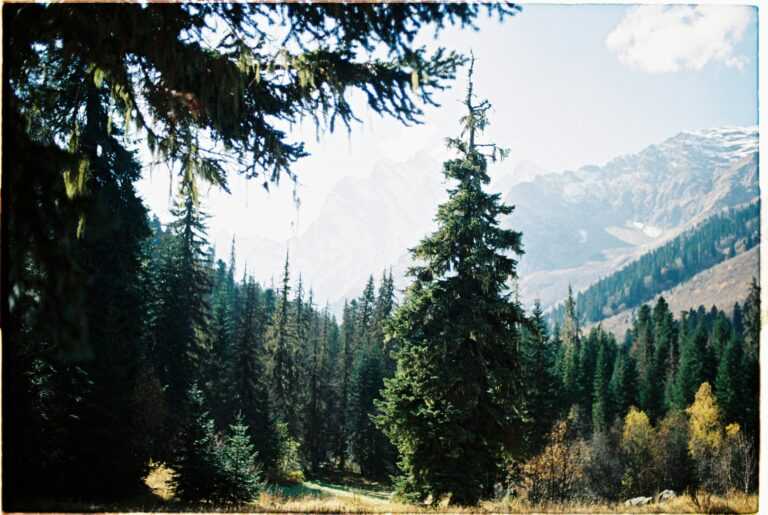 Beautiful forest with evergreen pines against mountain backdrop on a sunny day.